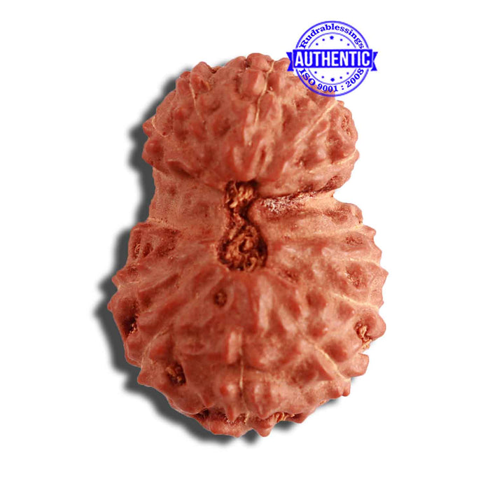 15 Mukhi Indonesian Gaurishankar Rudraksha - Bead No. 249