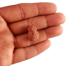 Load image into Gallery viewer, 15 Mukhi Indonesian Gaurishankar Rudraksha - Bead No. 249
