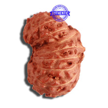 Load image into Gallery viewer, 15 Mukhi Indonesian Gaurishankar Rudraksha - Bead No. 249
