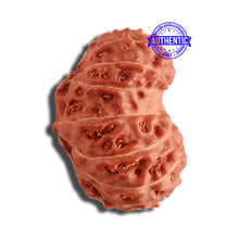 Load image into Gallery viewer, 15 Mukhi Indonesian Gaurishankar Rudraksha - Bead No. 249
