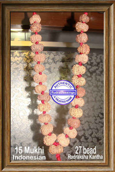 15 mukhi Rudraksha Mala - (27 beads - Indonesian)