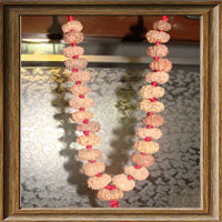 15 mukhi Rudraksha Mala - (27 beads - Indonesian)