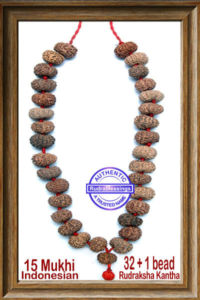 15 mukhi Rudraksha Kantha - (32+ 1 beads - Indonesian)