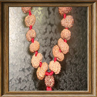 15 mukhi Rudraksha Mala - (54+1 beads-Indonesian)