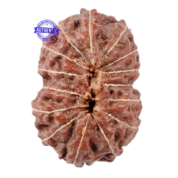 15 Mukhi Indonesian Rudraksha - Bead No. 5