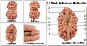 15 Mukhi Indonesian Rudraksha - Bead No. 96