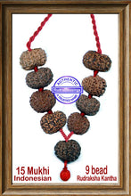 Load image into Gallery viewer, 15 mukhi Rudraksha Wrist Mala / Kanthas (9 beads)
