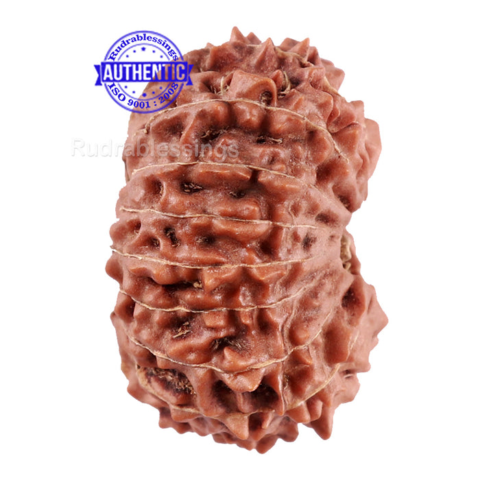 15 Mukhi Indonesian Rudraksha - Bead No. 171