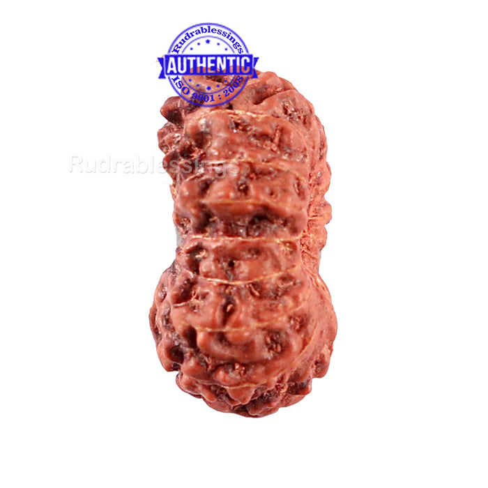 15 Mukhi Indonesian Rudraksha - Bead No. 197