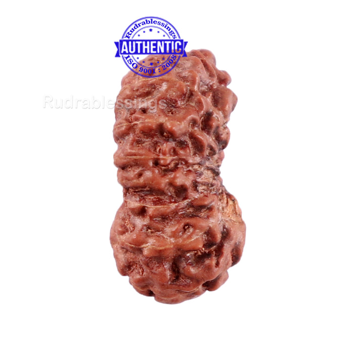 15 Mukhi Indonesian Rudraksha - Bead No. 197