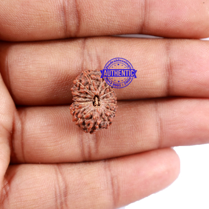 15 Mukhi Indonesian Rudraksha - Bead No. 216