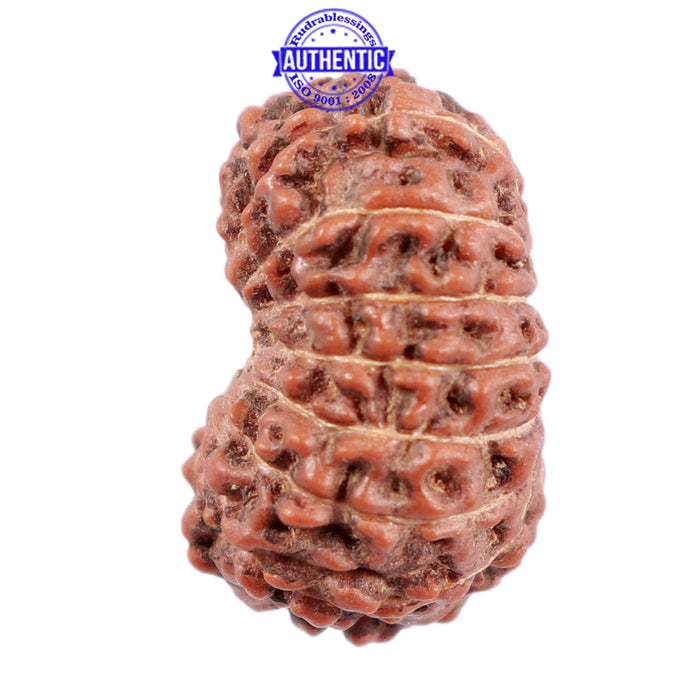 15 Mukhi Indonesian Rudraksha - Bead No. 216