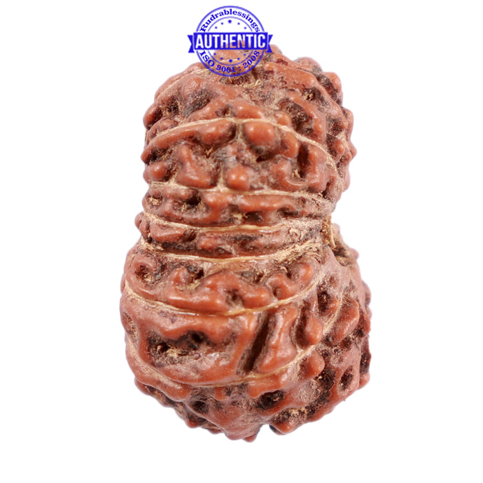 15 Mukhi Indonesian Rudraksha - Bead No. 216