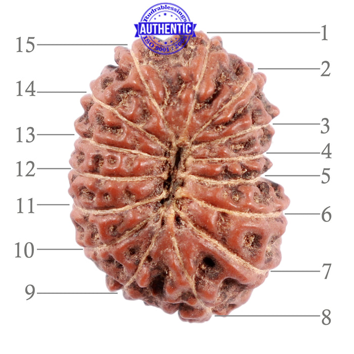 15 Mukhi Indonesian Rudraksha - Bead No. 216