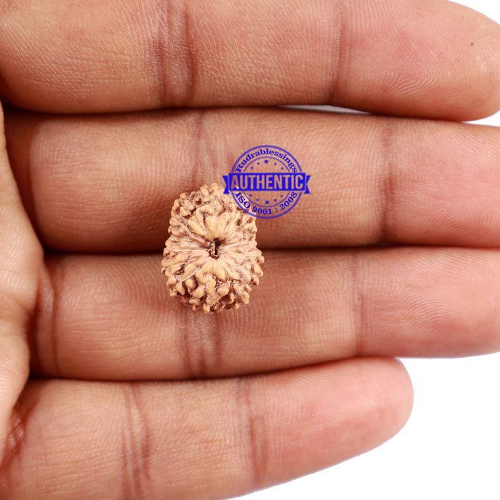 15 Mukhi Indonesian Rudraksha - Bead No. 219