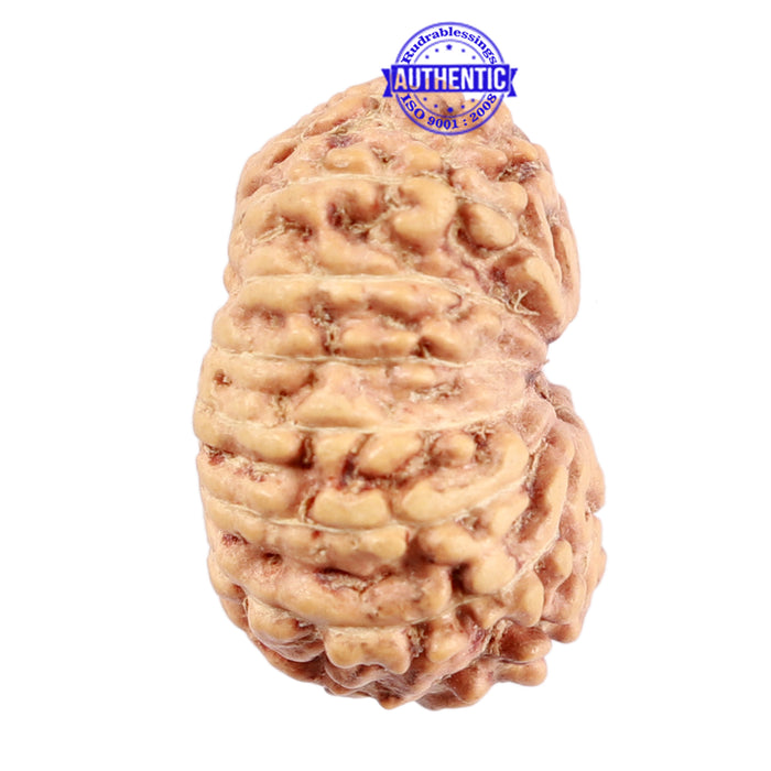15 Mukhi Indonesian Rudraksha - Bead No. 219