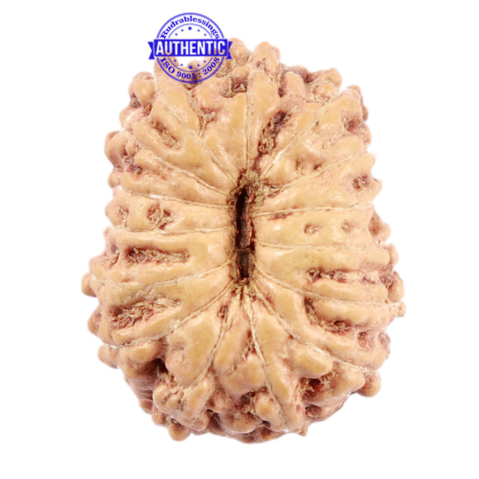 15 Mukhi Indonesian Rudraksha - Bead No. 219