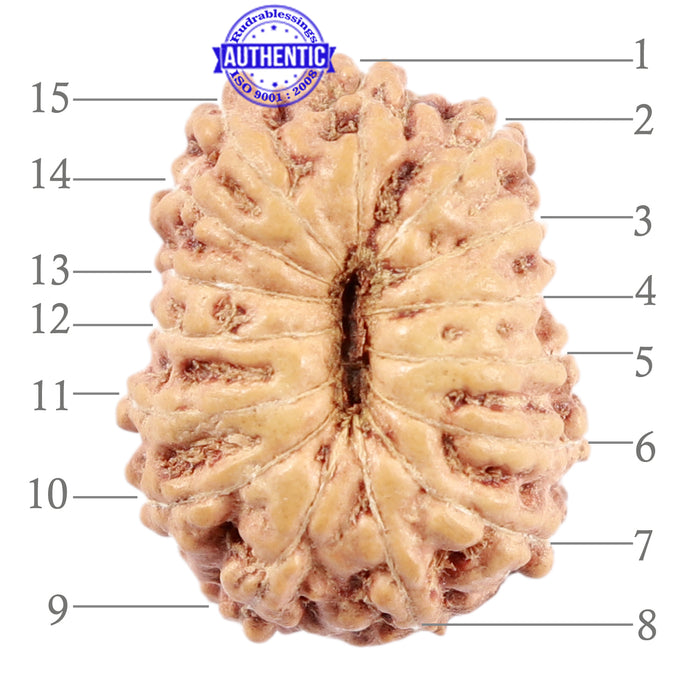 15 Mukhi Indonesian Rudraksha - Bead No. 219