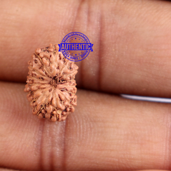 15 Mukhi Indonesian Rudraksha - Bead No. 224