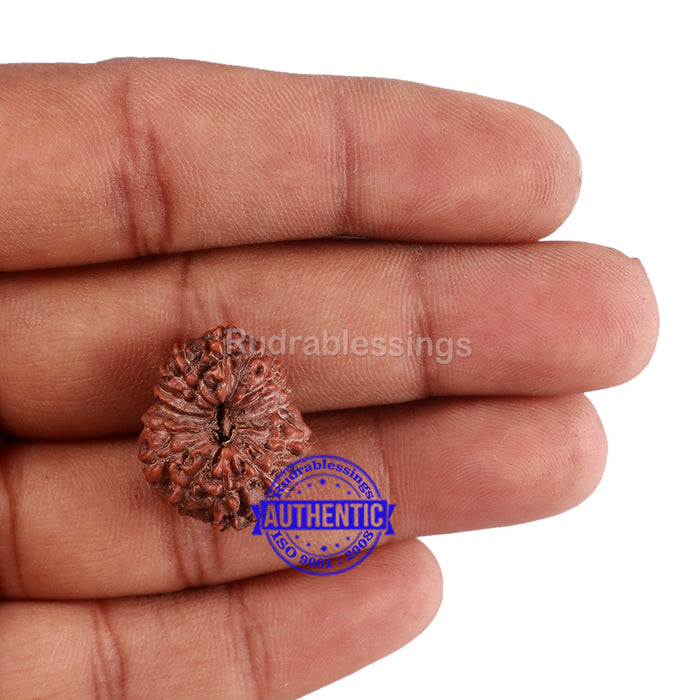 15 Mukhi Indonesian Rudraksha - Bead No. 43