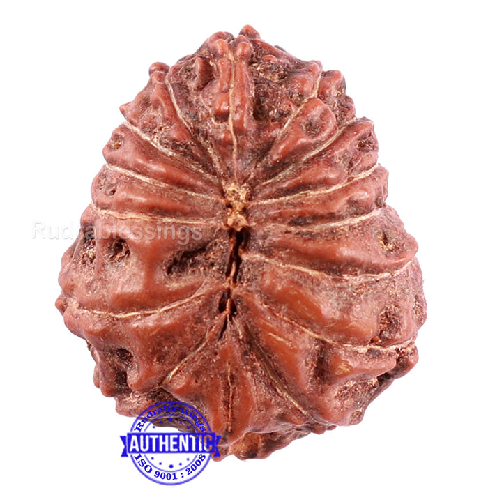 15 Mukhi Indonesian Rudraksha - Bead No. 43