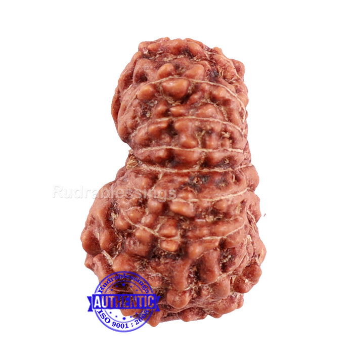 15 Mukhi Indonesian Rudraksha - Bead No. 72