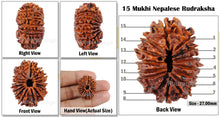 Load image into Gallery viewer, 15 Mukhi Rudraksha from Nepal - Bead No. 22
