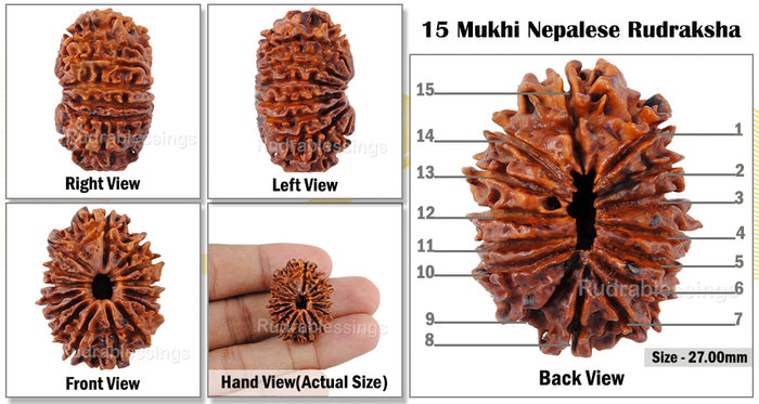 15 Mukhi Rudraksha from Nepal - Bead No. 22
