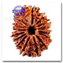 Load image into Gallery viewer, 15 Mukhi Rudraksha from Nepal - Bead No. 22
