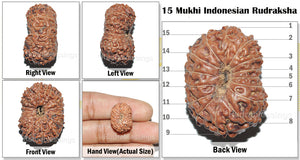 15 Mukhi Indonesian Rudraksha - Bead No. 80