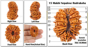 15 Mukhi Ganesha Rudraksha from Nepal - Bead No. 23