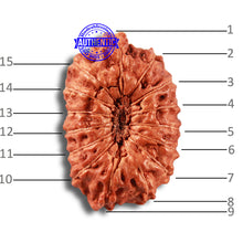 Load image into Gallery viewer, 15 Mukhi Indonesian Rudraksha - Bead No. 252

