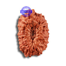 Load image into Gallery viewer, 15 Mukhi Indonesian Rudraksha - Bead No. 252
