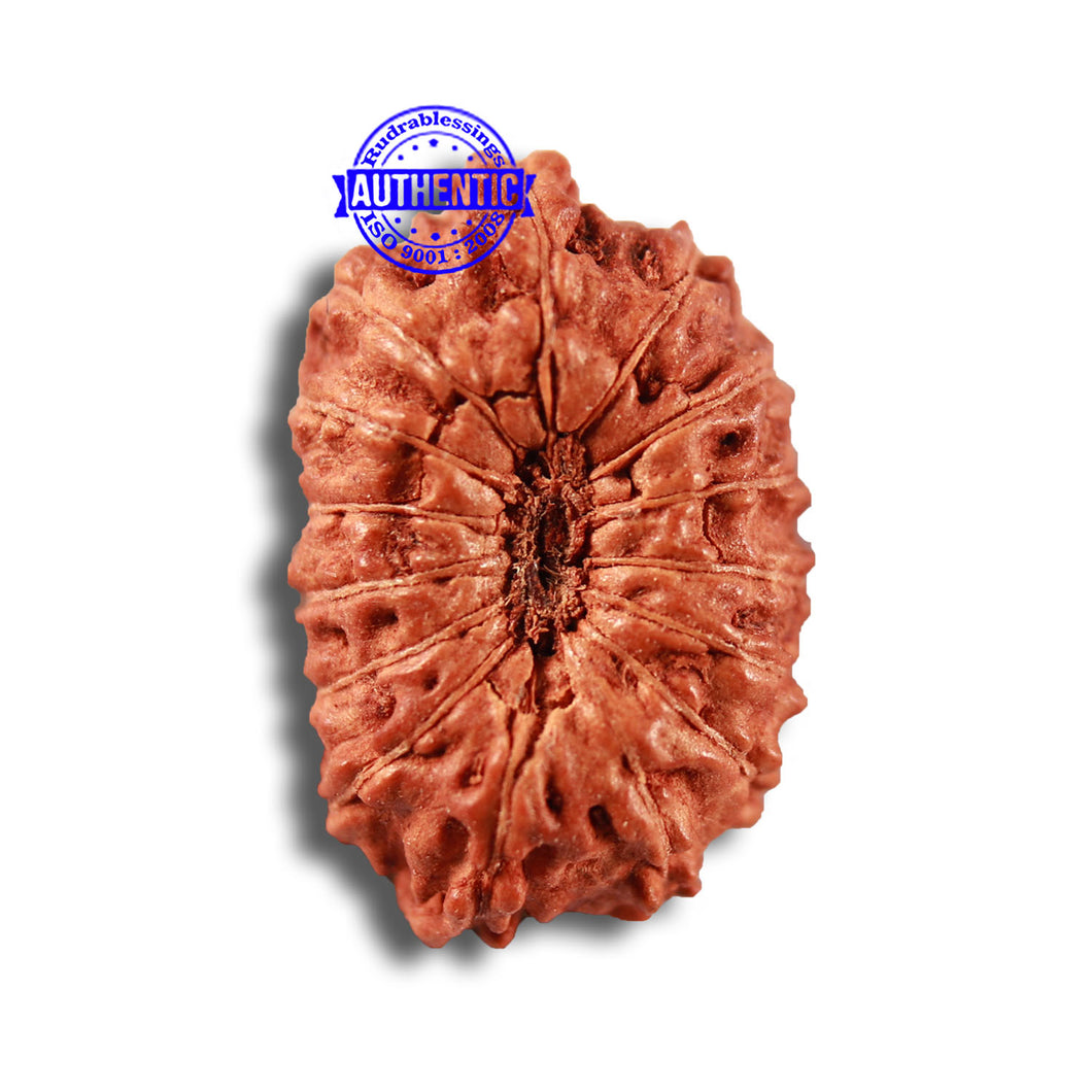 15 Mukhi Indonesian Rudraksha - Bead No. 252