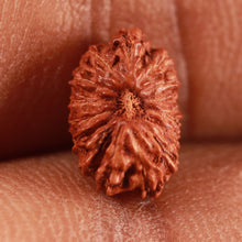 Load image into Gallery viewer, 15 Mukhi Indonesian Rudraksha - Bead No. 252
