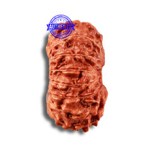 Load image into Gallery viewer, 15 Mukhi Indonesian Rudraksha - Bead No. 252
