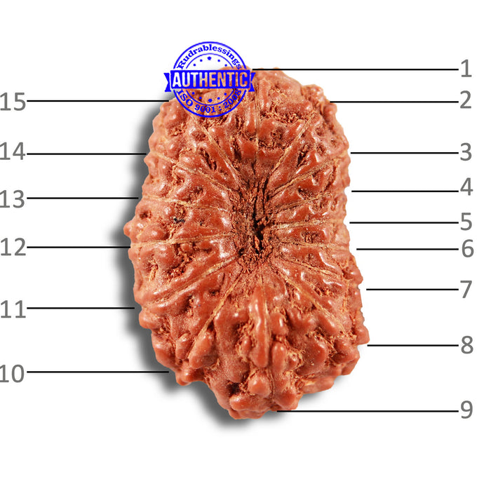15 Mukhi Indonesian Rudraksha - Bead No. 254