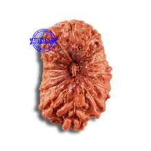 Load image into Gallery viewer, 15 Mukhi Indonesian Rudraksha - Bead No. 254
