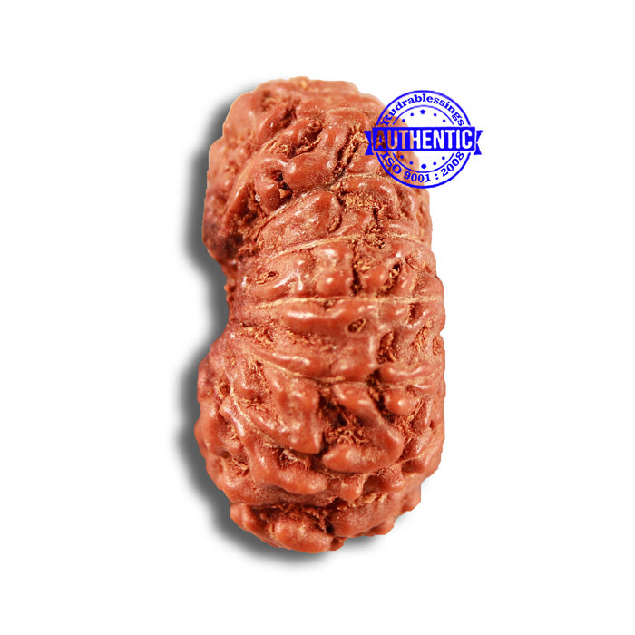 15 Mukhi Indonesian Rudraksha - Bead No. 254