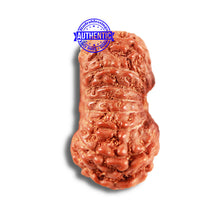 Load image into Gallery viewer, 15 Mukhi Indonesian Rudraksha - Bead No. 254

