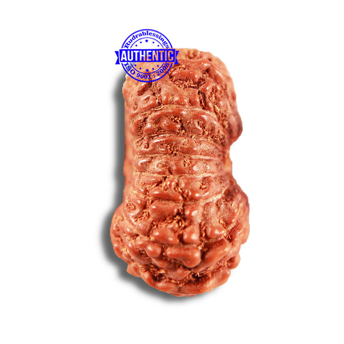 15 Mukhi Indonesian Rudraksha - Bead No. 254