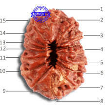 Load image into Gallery viewer, 15 Mukhi Indonesian Rudraksha - Bead No. 256
