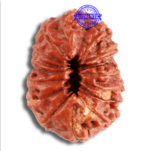Load image into Gallery viewer, 15 Mukhi Indonesian Rudraksha - Bead No. 256
