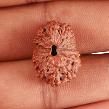 Load image into Gallery viewer, 15 Mukhi Indonesian Rudraksha - Bead No. 256
