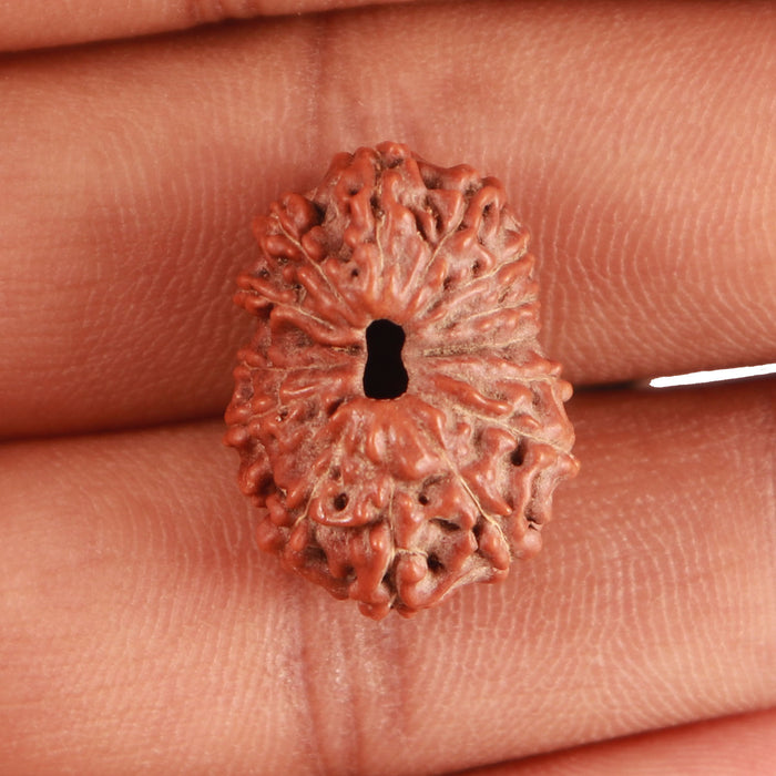 15 Mukhi Indonesian Rudraksha - Bead No. 256