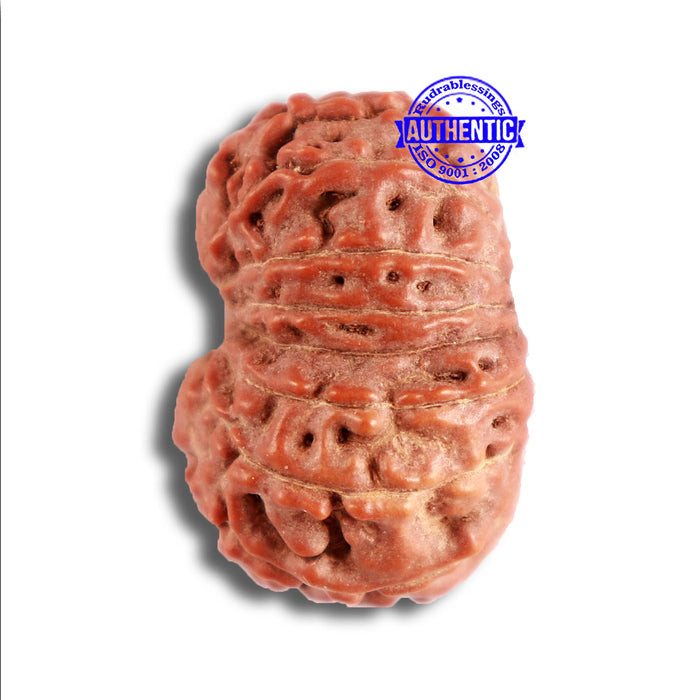 15 Mukhi Indonesian Rudraksha - Bead No. 256