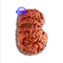 Load image into Gallery viewer, 15 Mukhi Indonesian Rudraksha - Bead No. 256
