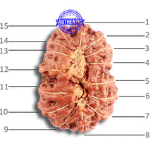 Load image into Gallery viewer, 15 Mukhi Indonesian Rudraksha - Bead No. 257
