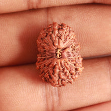Load image into Gallery viewer, 15 Mukhi Indonesian Rudraksha - Bead No. 257
