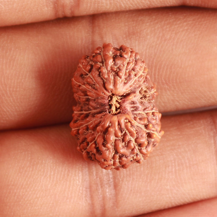 15 Mukhi Indonesian Rudraksha - Bead No. 257